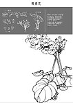 中国风花卉 报春花