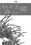 中国风花卉 草兰