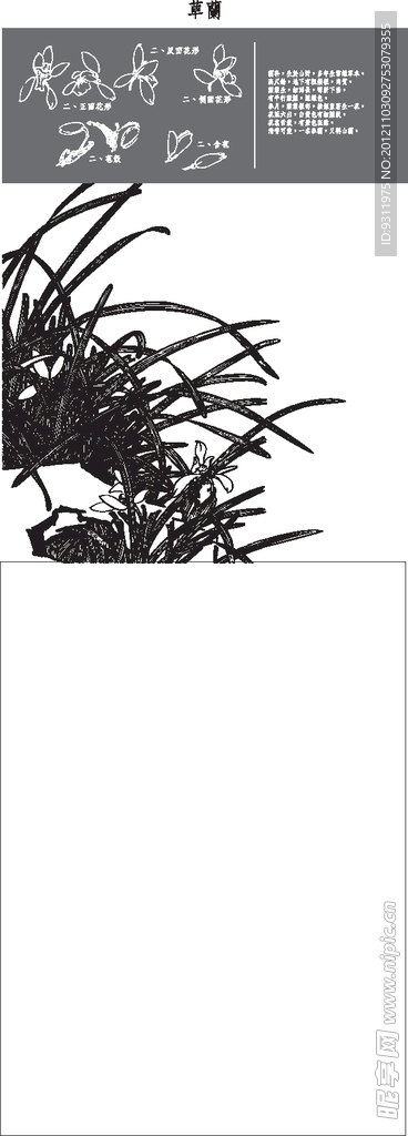 中国风花卉 草兰