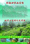 信阳茶