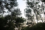 树底下的天空