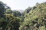 山沟的树木