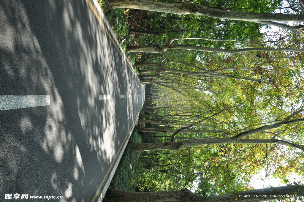 林荫路