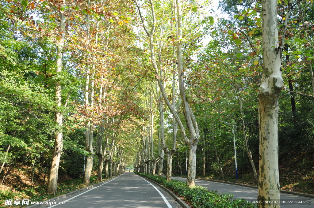 林荫路
