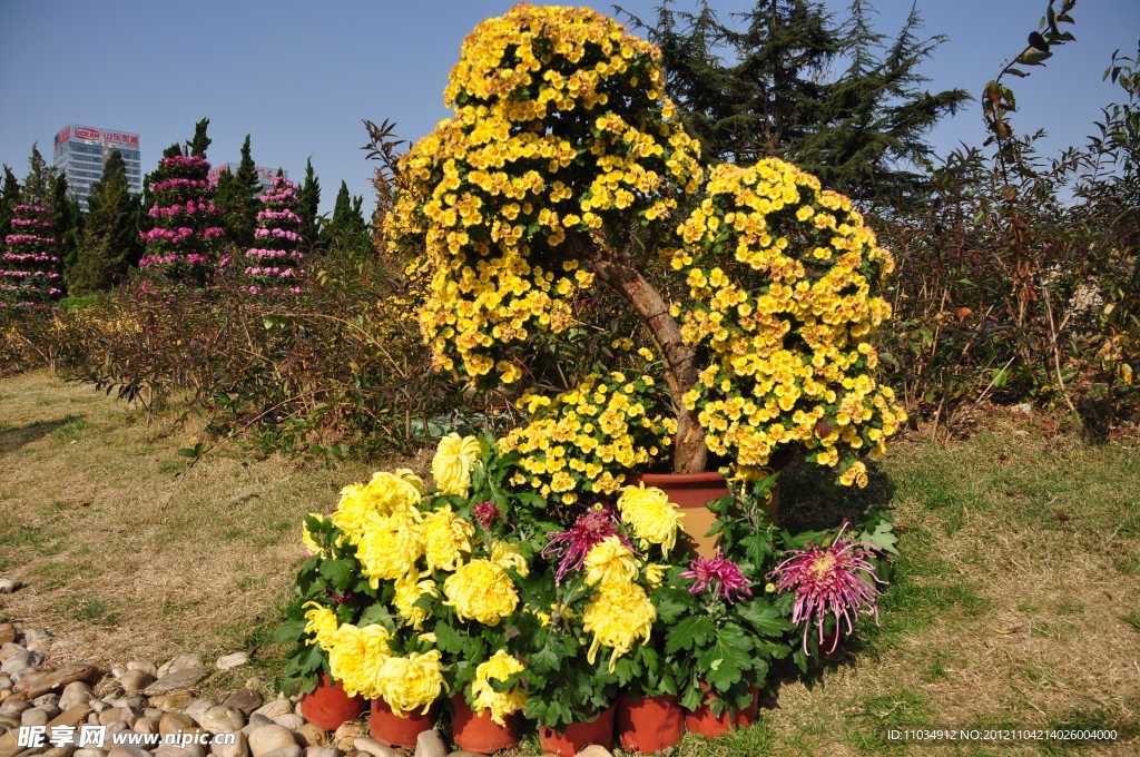 菊花