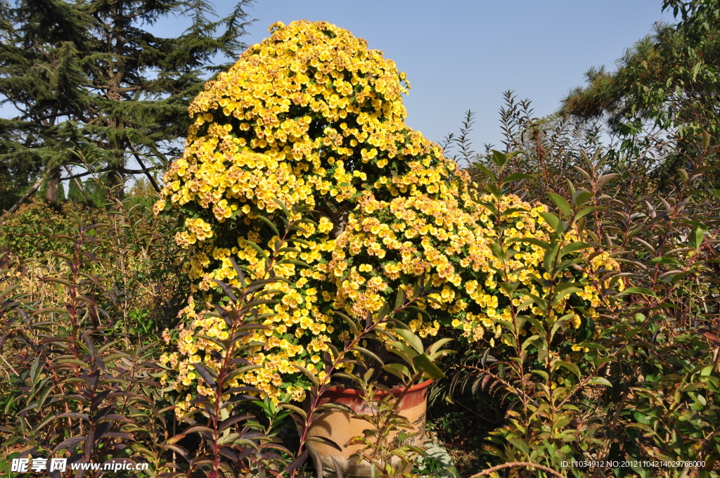 菊花