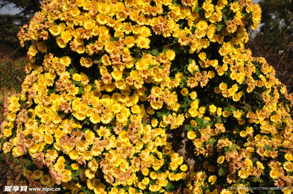山菊花