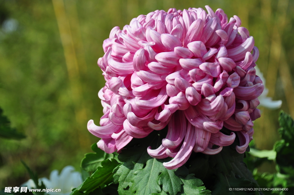菊花