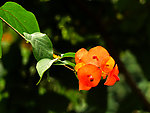 花卉 黄色