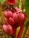 芭蕉 红色