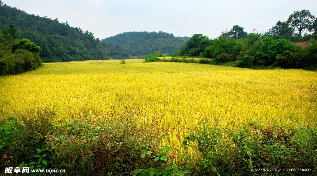 丰收稻田