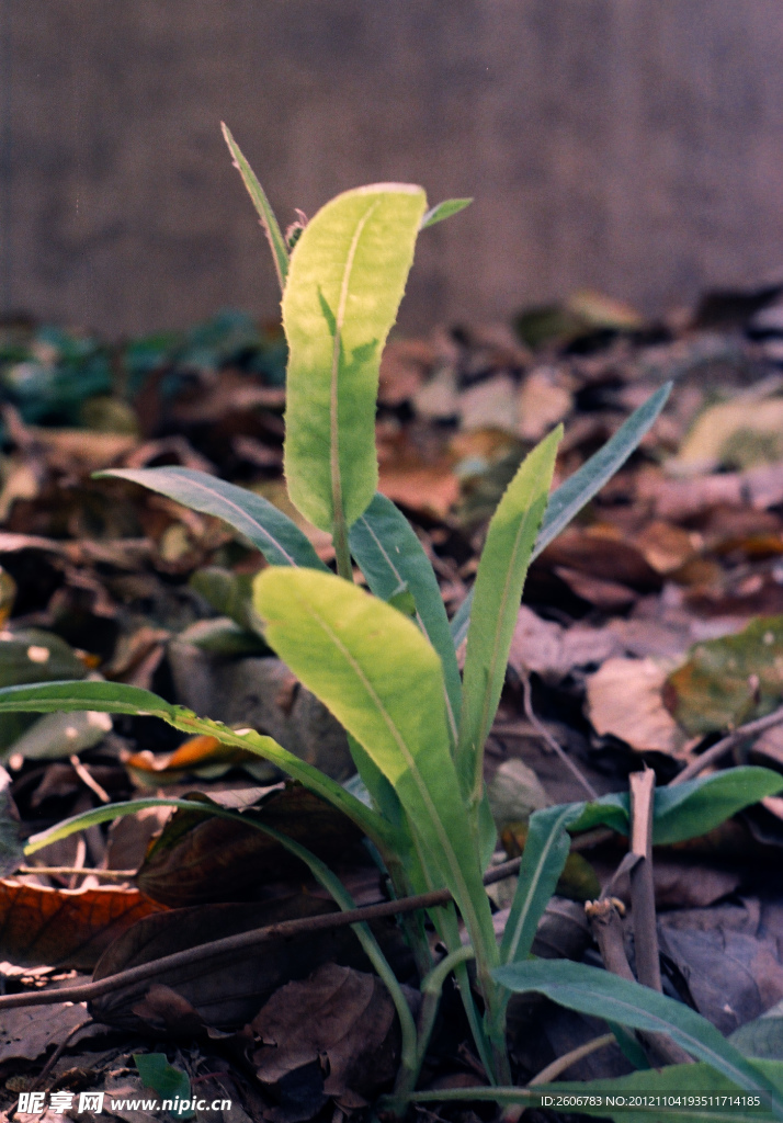 野菜