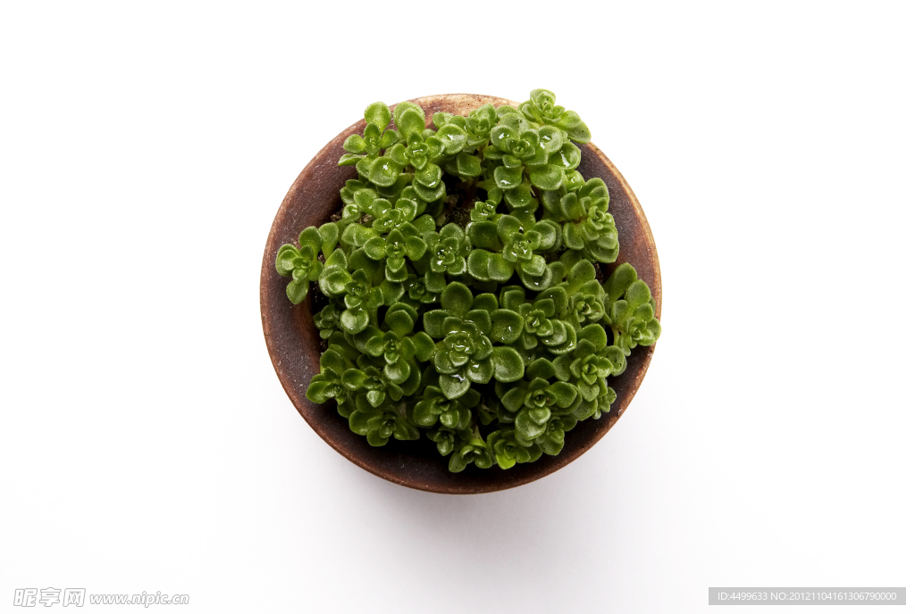 盆栽植物