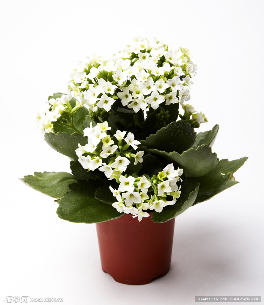 盆栽鲜花
