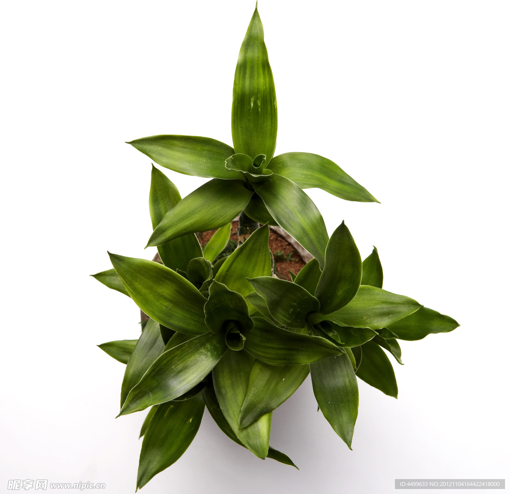 盆栽植物