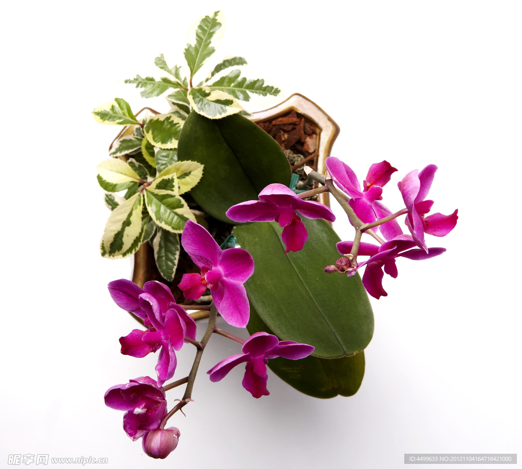 兰草花