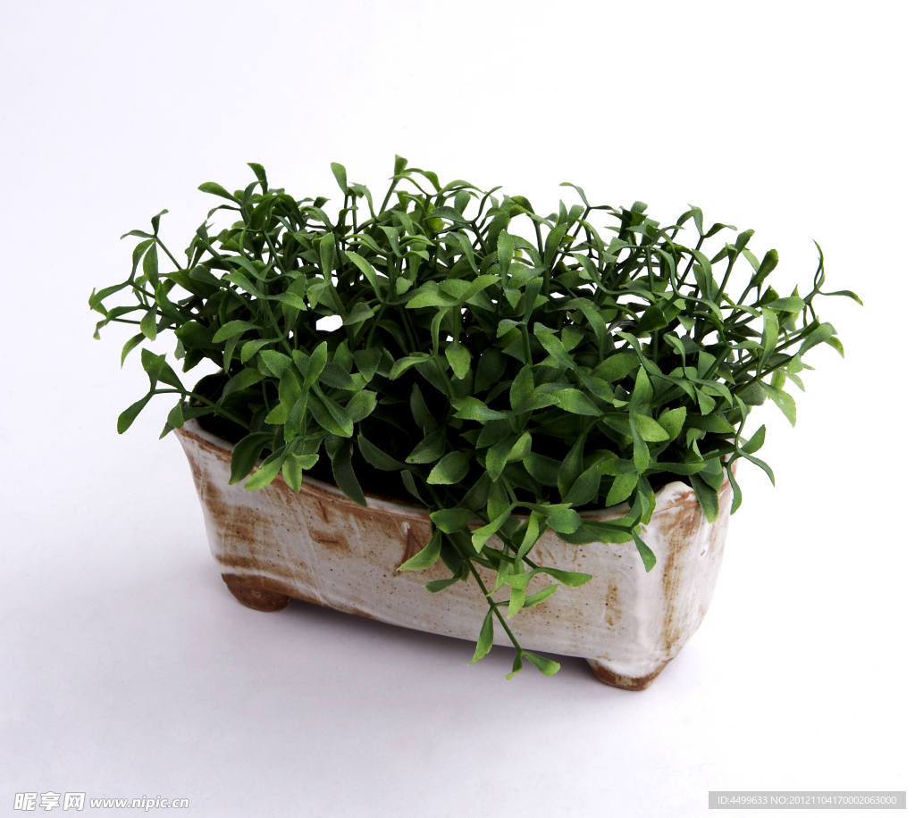盆栽植物