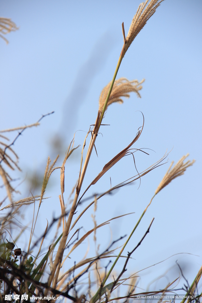 芦苇