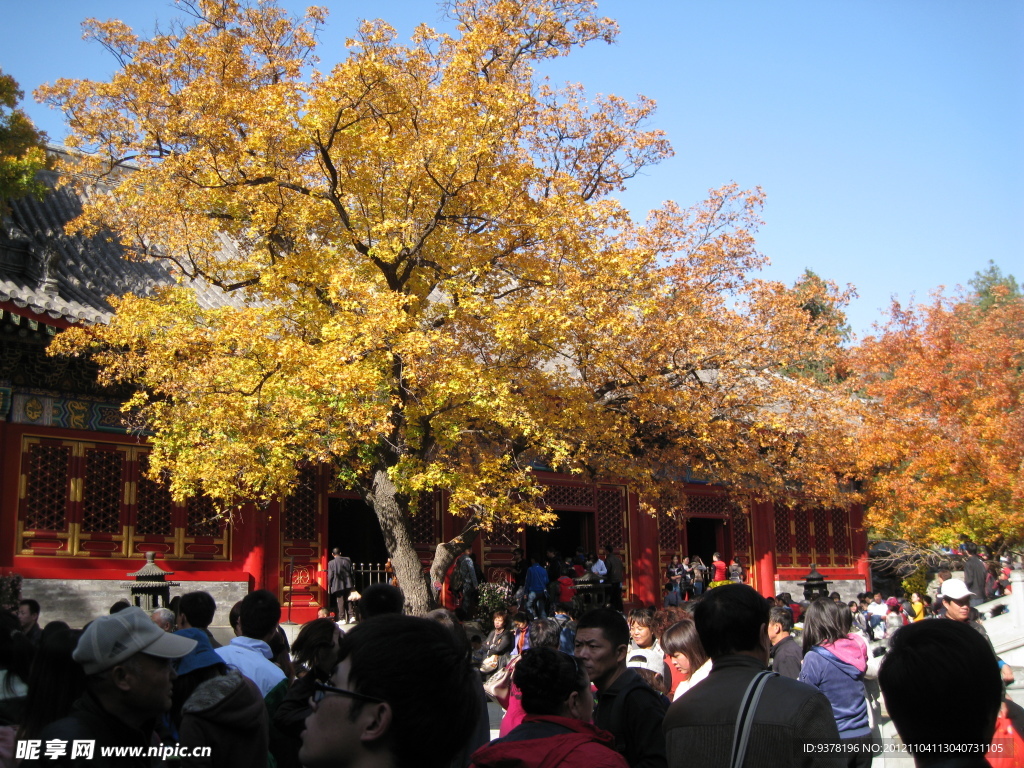 香山红叶