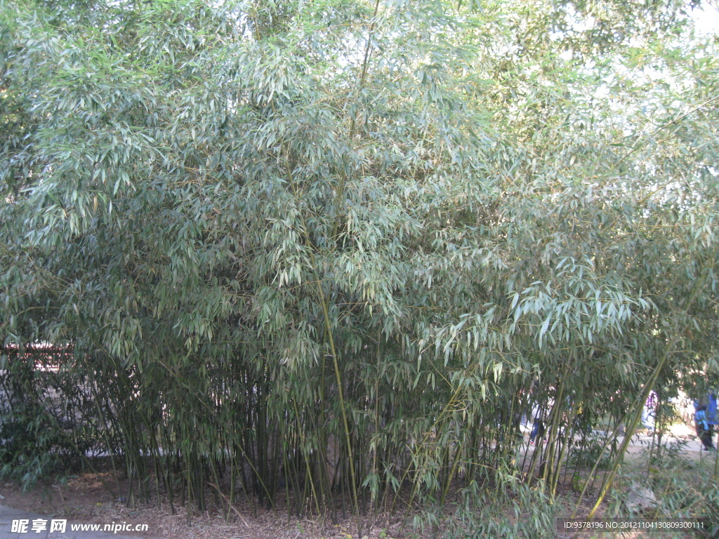 竹林