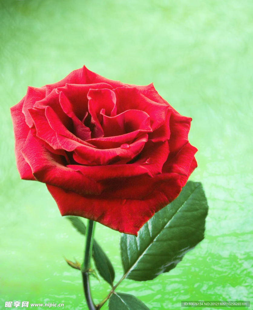 红色月季花