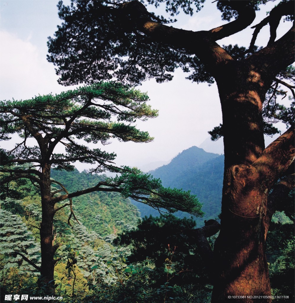 绿树