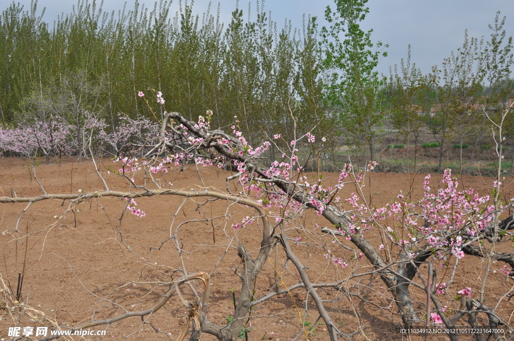 桃花