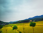 家乡风景