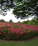 日本城市花卉
