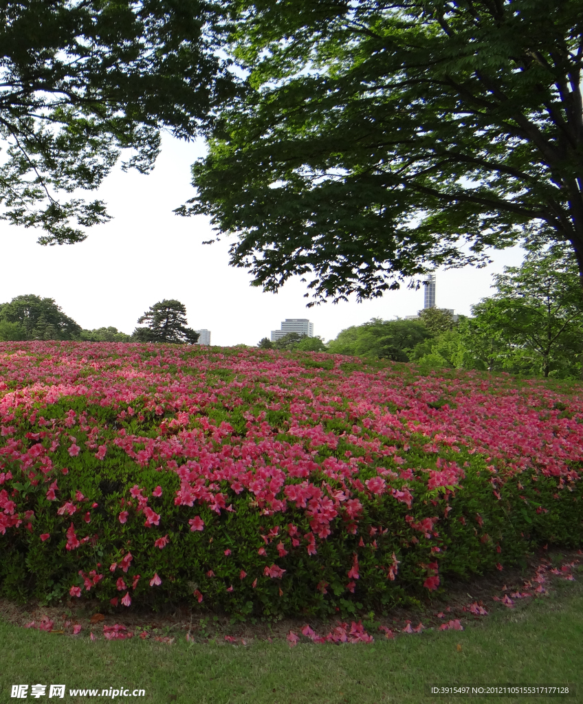 日本城市花卉