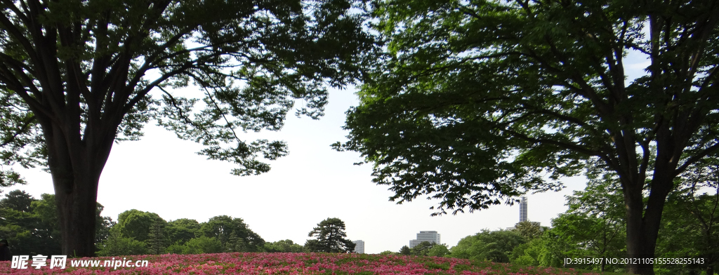 日本城市花卉