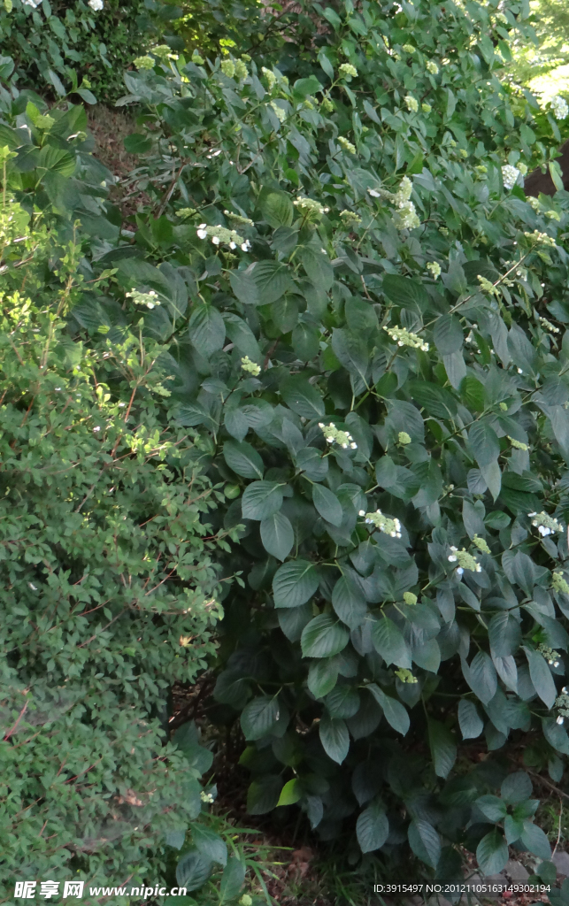 绿化常绿植物