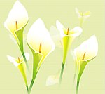 百合花