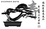 不老松