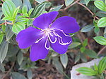紫色花