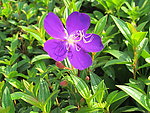 紫色花