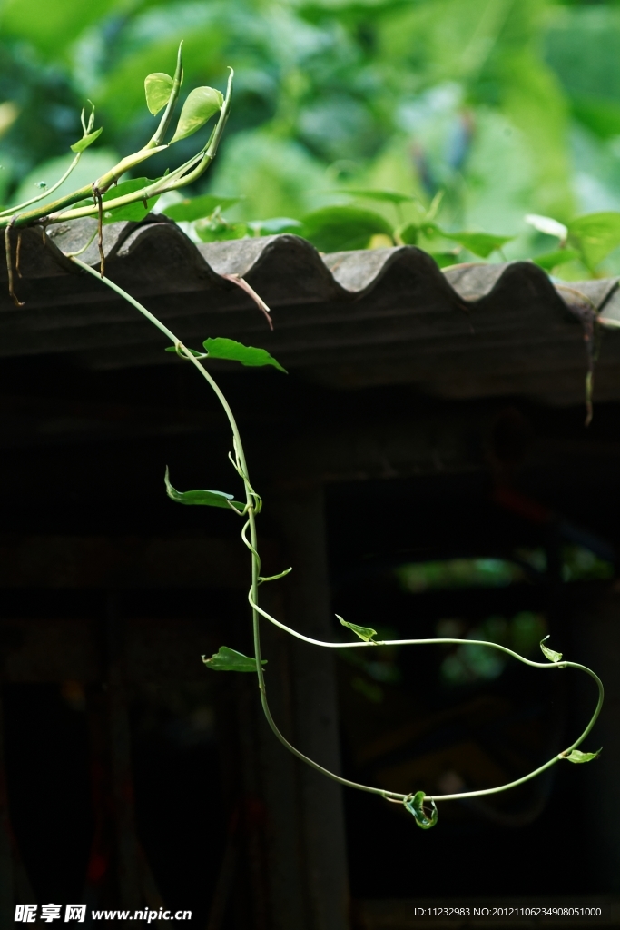 爬山虎