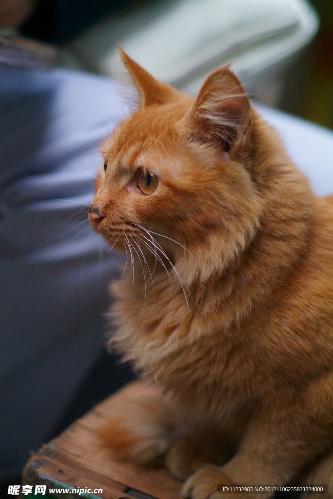 虎纹猫