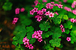 小花
