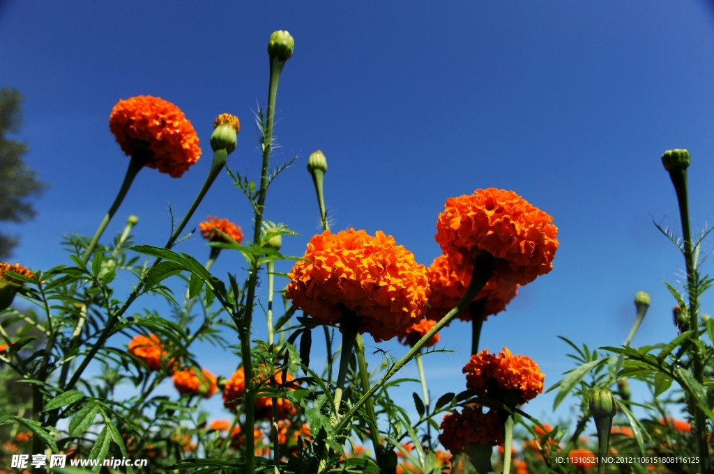 菊花