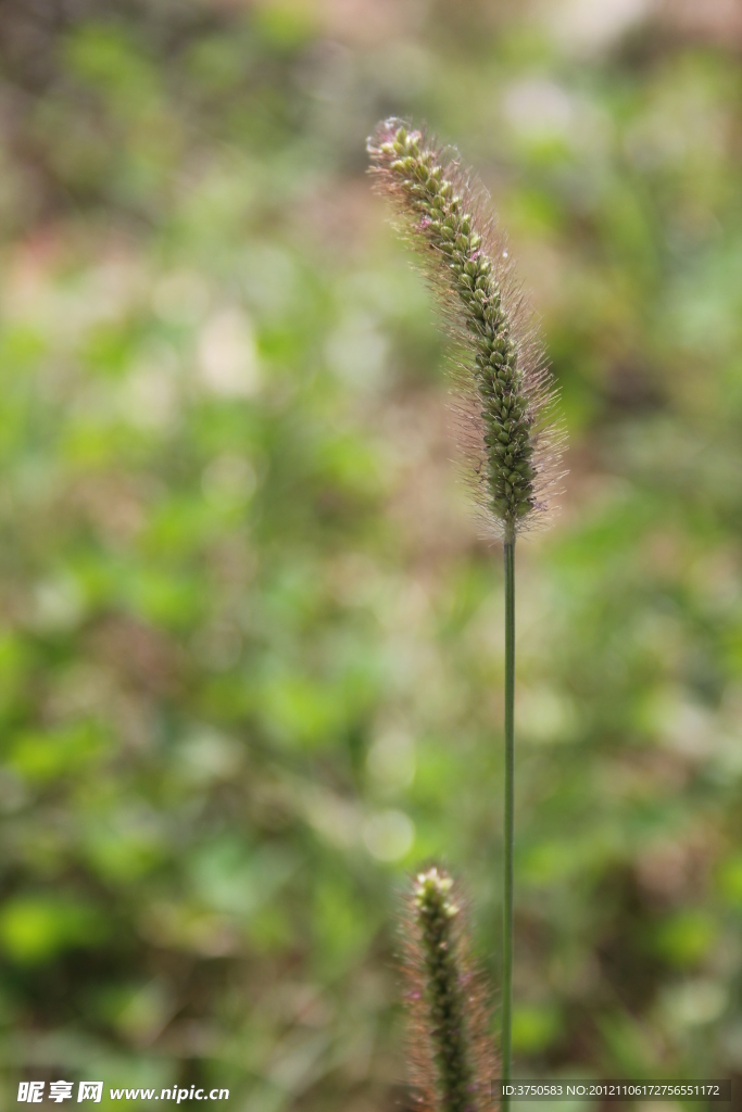 狗尾巴草