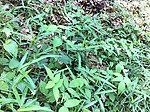绿色植物