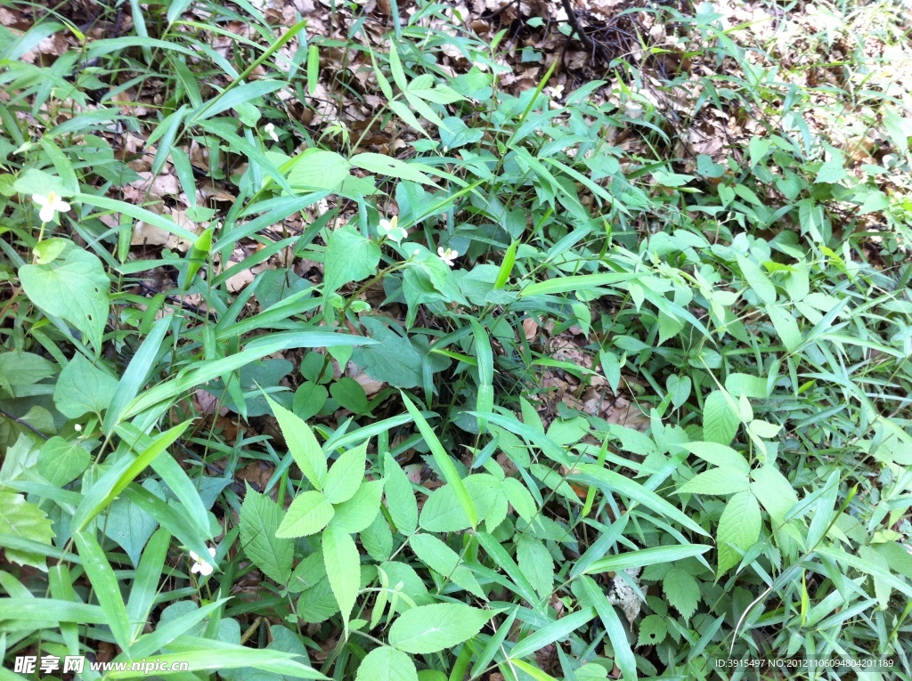 绿色植物