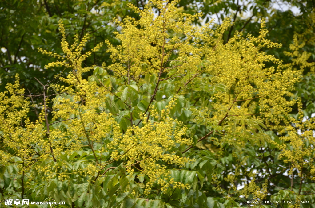 黄山栾树花