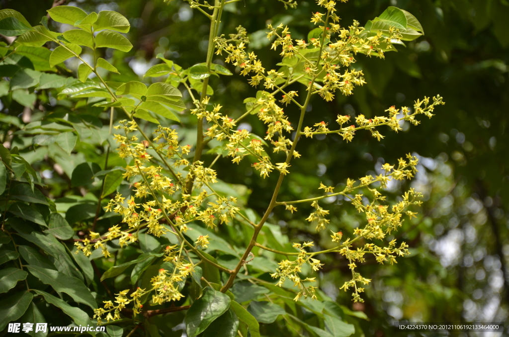 黄山栾树花