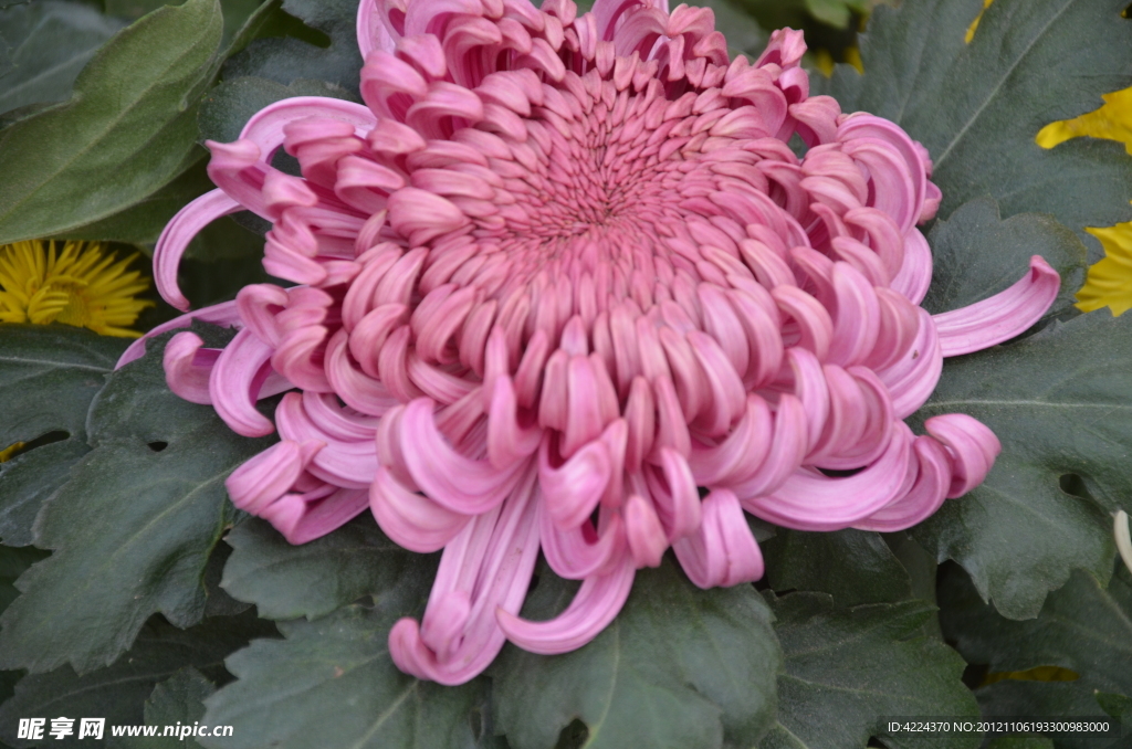 菊花