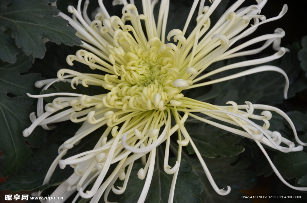 菊花