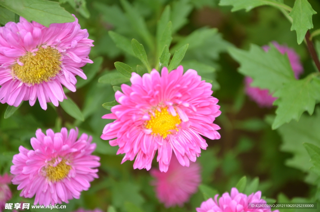 翠菊