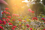 夕阳下的花