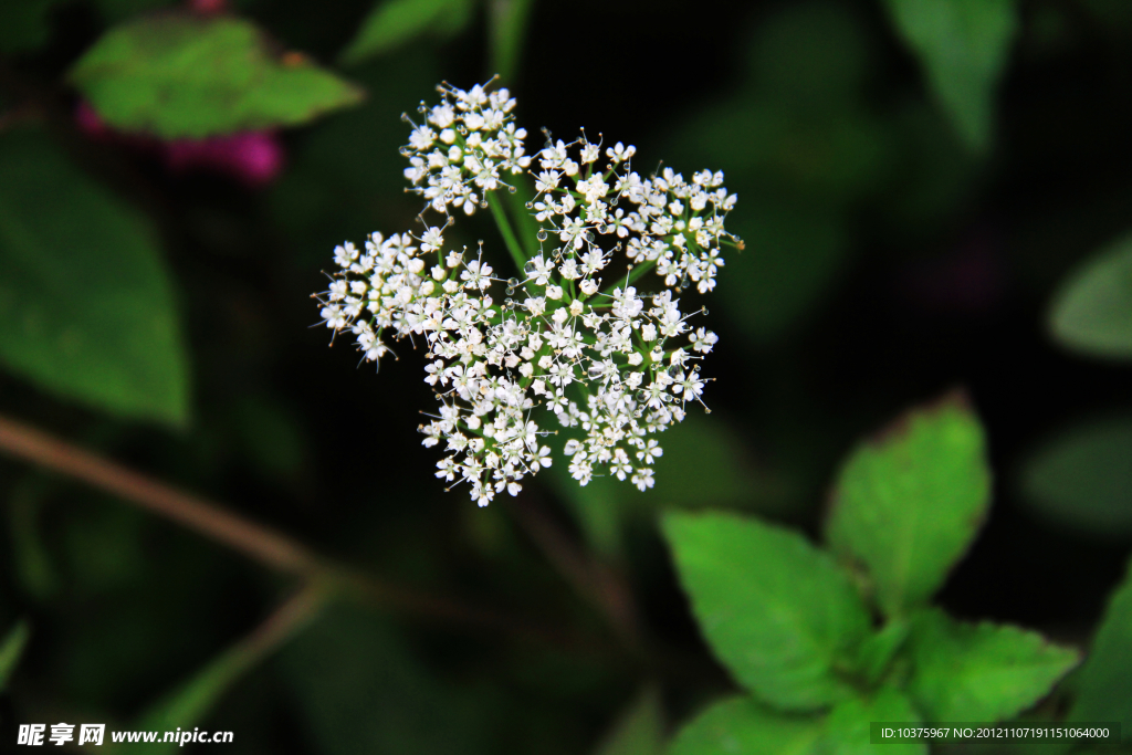 野生水芹菜花